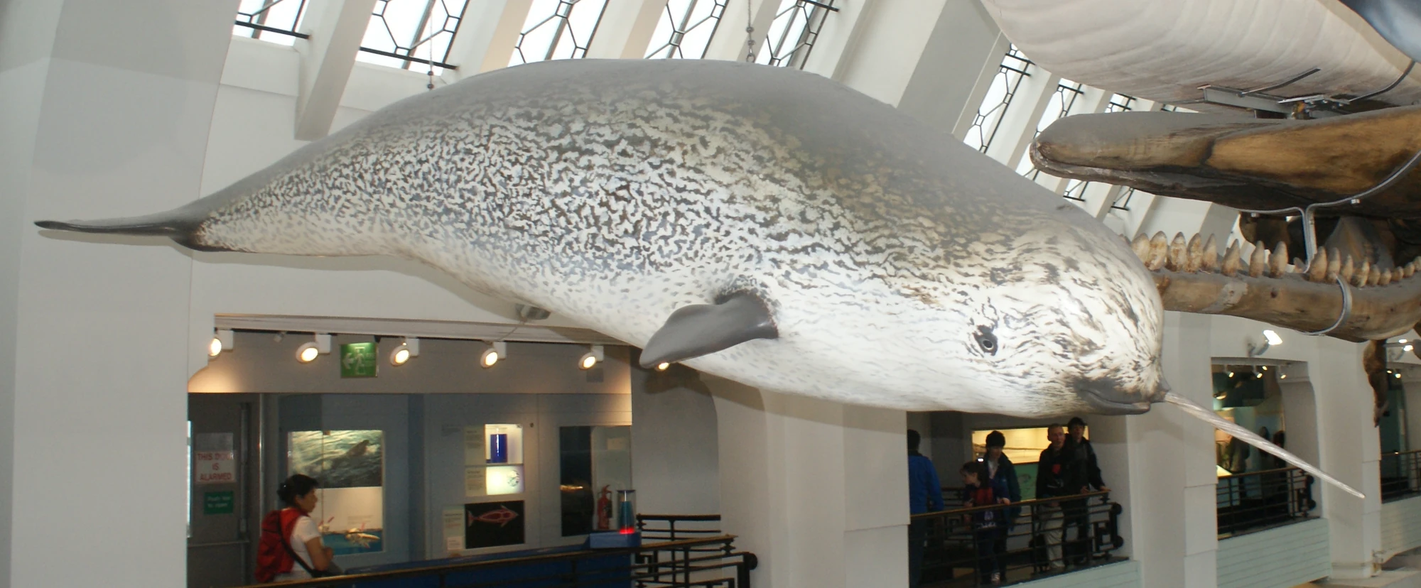 Narwhal British Wildlife Wiki Fandom powered by Wikia