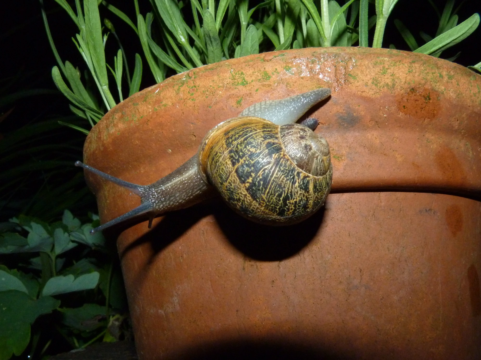 Garden Snail British Wildlife Wiki Fandom powered by Wikia
