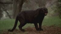 Werepanther 4