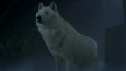 Debbie in wolf form