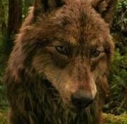 Jacob Black Wolf Form