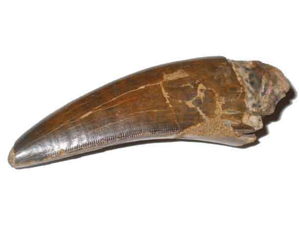 authentic trex tooth