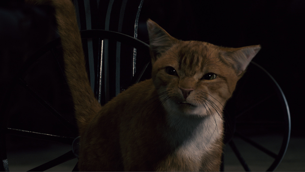 What Was The Cats Name On The Smirfs What Was The Cats Name On The Smirfs