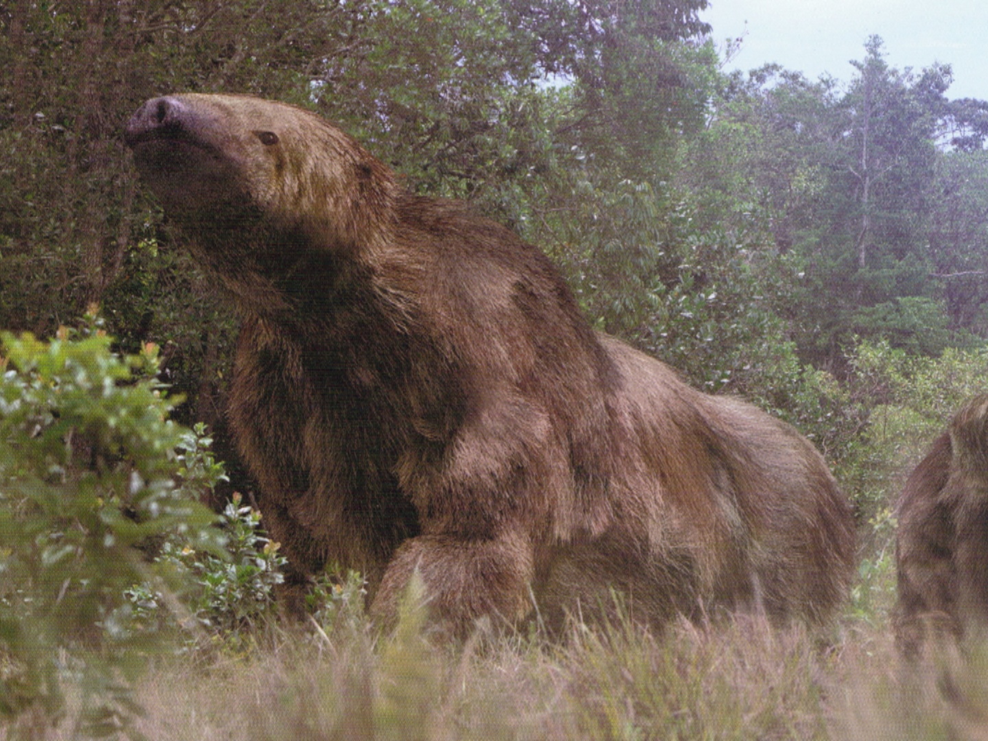 a giant ground sloth