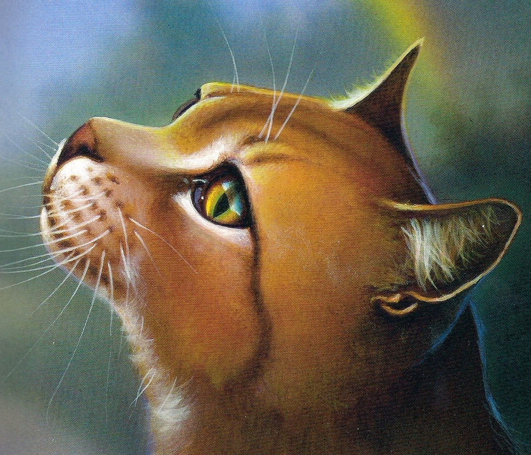 Warriors Cats Of The Clans Pictures Warriors Cats Of The Clans Pictures