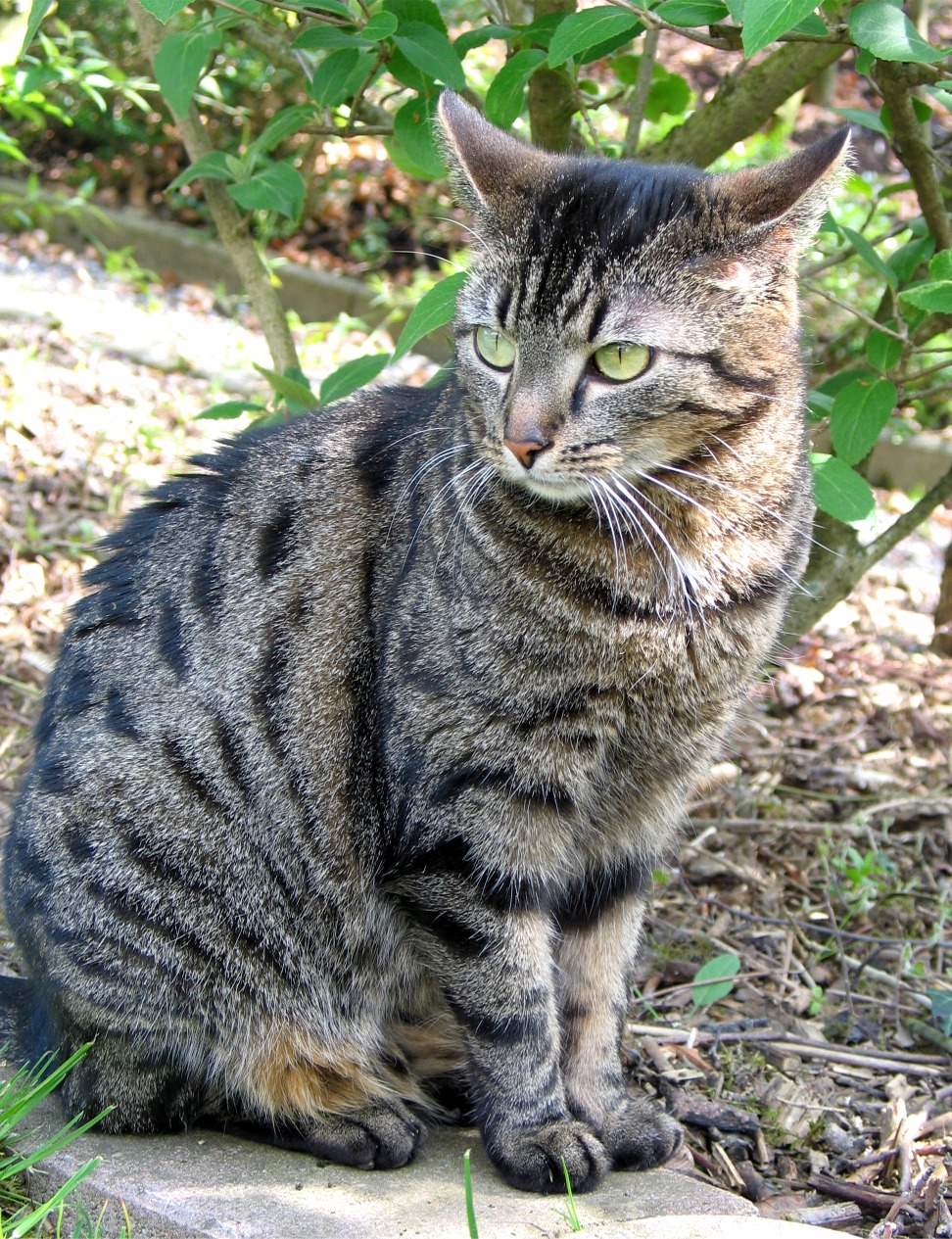 DateiHauskatze filou.jpg Warrior Cats Wiki Fandom powered by Wikia