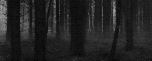 http://vignette3.wikia.nocookie.net/warriors-into-the-forest/images/7/76/Dark_Forest.gif/revision/latest?cb=20151229045840