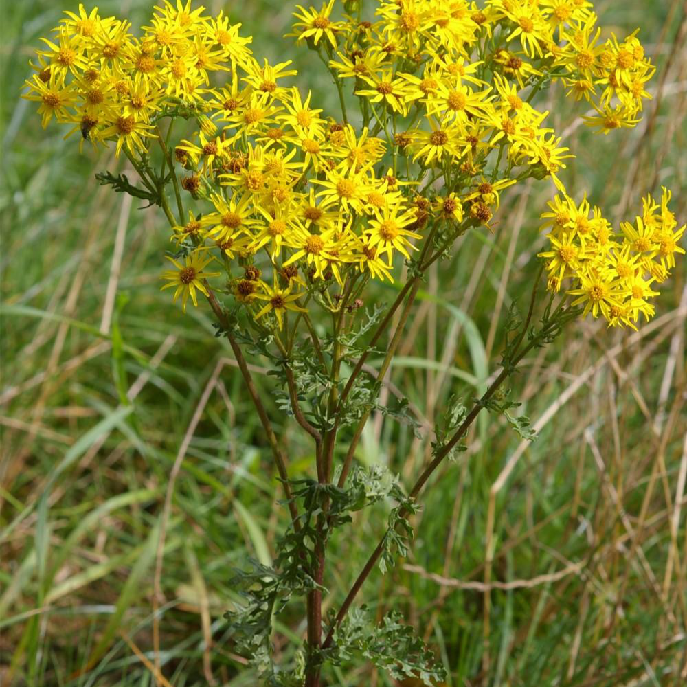 http://vignette3.wikia.nocookie.net/warriors/images/8/8d/Ragwort.png/revision/latest?cb=20110529063256