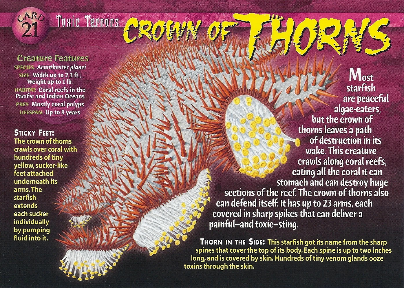 Crown of Thorns Wierd N'wild Creatures Wiki FANDOM powered by Wikia