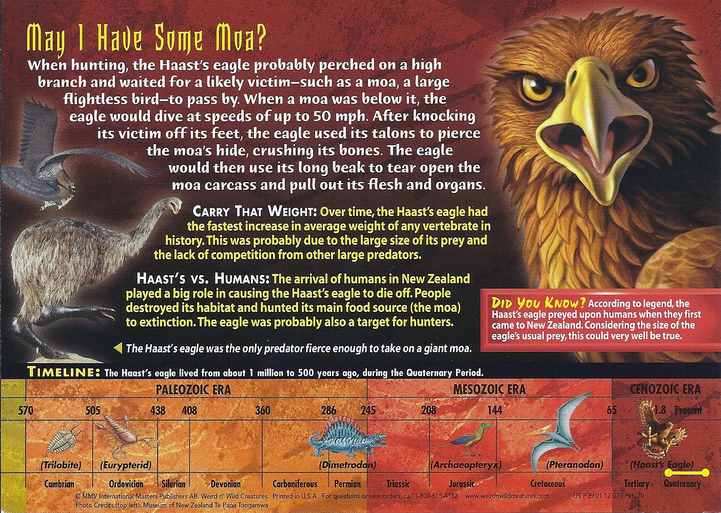 Image Haast's Eagle back.jpg Wierd N'wild Creatures Wiki FANDOM