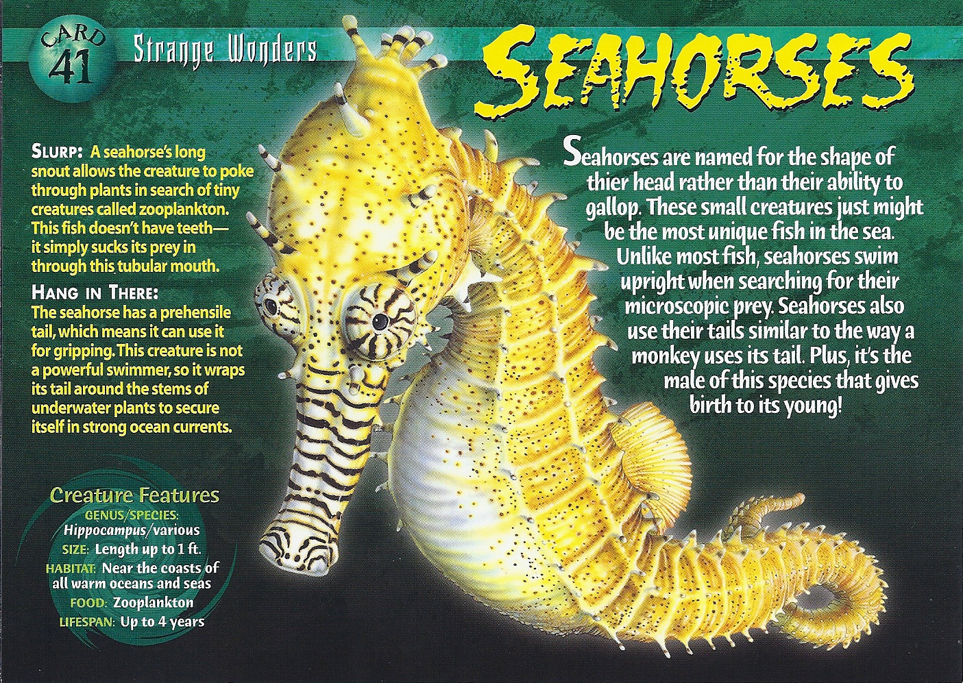 Seahorses | Wierd N'wild Creatures Wiki | FANDOM powered by Wikia
