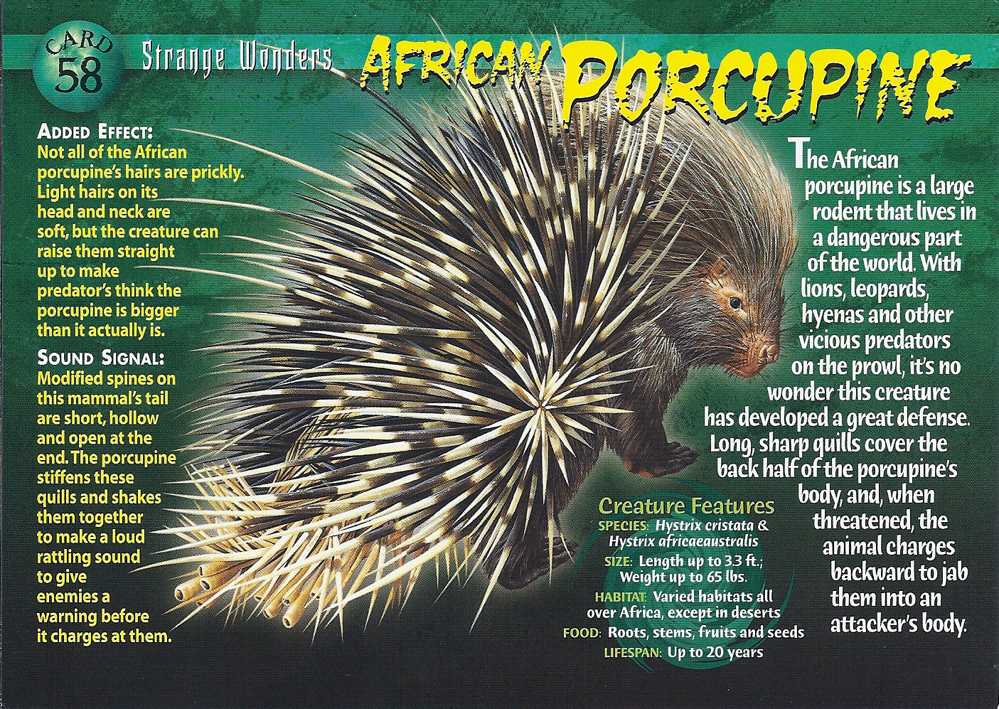 Image African Porcupine frontjpg Biology Diagrams