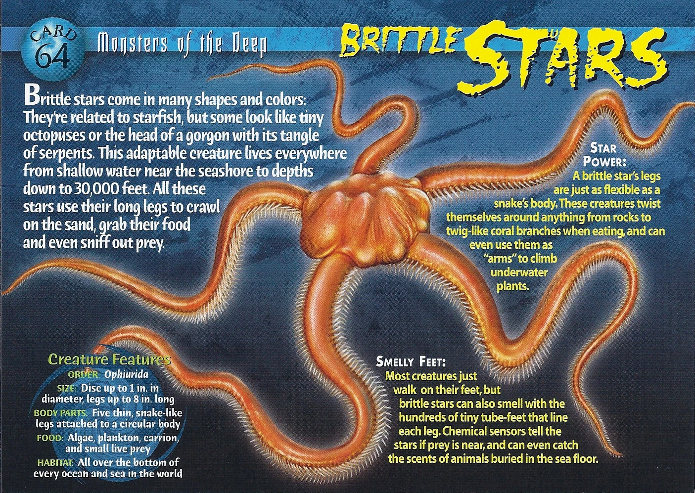 Brittle Stars Wierd N'wild Creatures Wiki FANDOM powered by Wikia