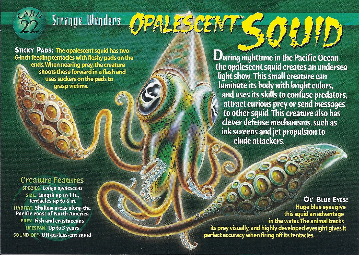 Opalescent Squid Wierd N'wild Creatures Wiki FANDOM powered by Wikia