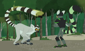 lemur stink fight ring tailed power kratts wild wikia attempting chris