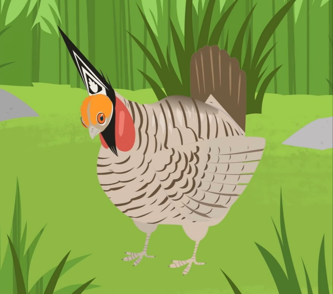 Image - Prairie Chicken.jpeg.png | Wild Kratts Wiki | Fandom powered by