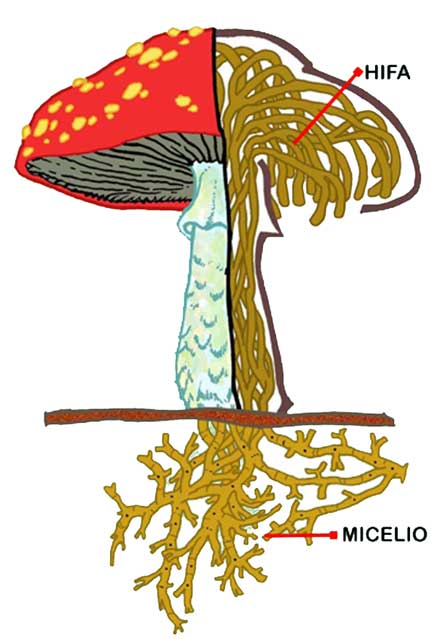 micelio