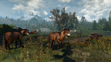 Skellige wild horses
