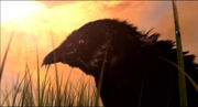 Thrall's Vision Crow Closeup