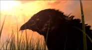 Thrall's Vision Crow Closeup.jpg (46 KB) Thrall's Vision Crow Closeup