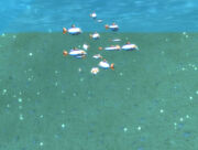 Abundant Oily Blackmouth School under surface
