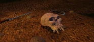 Skull discarded.jpg (159 KB) Skull discarded