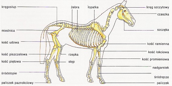 Znalezione obrazy dla zapytania budowa konia kości