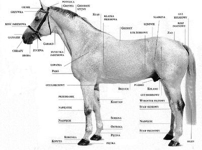 711803f1 budowa konia.jpg