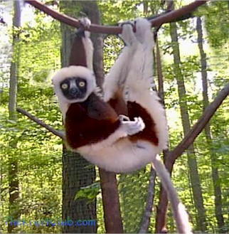 Image - Lemur2.jpg | The Zoboomafoo Wiki | FANDOM powered by Wikia