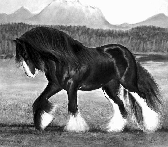 File:Shire horse.jpg