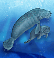 mantee chat Rescue operation to free manatees from a satellite beach drain has ended with the rescue of 19 of the stranded mammals. mantee chat Rescue operation to free manatees from a satellite beach drain has ended with the rescue of 19 of the stranded mammals.