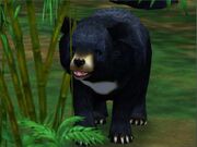 Zoo Tycoon 2 Asiatic Black Bear