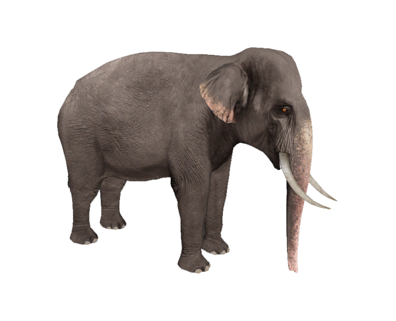 Asian Elephant (RR) | Zoo Tycoon & Wildlife Park Wiki | FANDOM powered