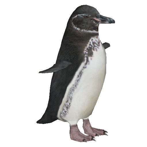 Galapagos Penguin (samuel) | ZT2 Download Library Wiki | Fandom powered