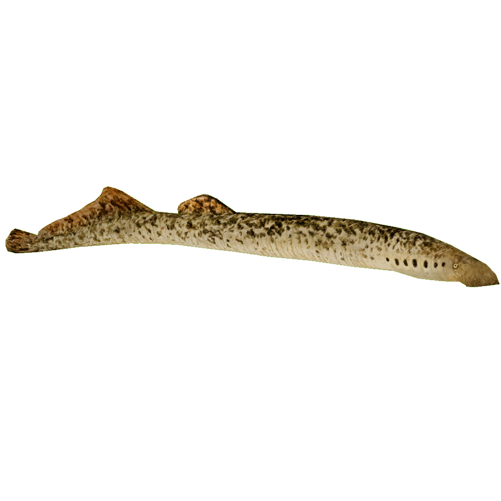 Sea Lamprey (HENDRIX) | ZT2 Download Library Wiki | FANDOM powered by Wikia