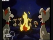 Pups Camp Fire