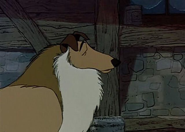 File:Collie.jpg