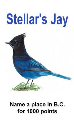 File:1kbwc440-Stellar's Jay-1200h-05AUG11.jpg