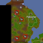 Grey chinchompa location