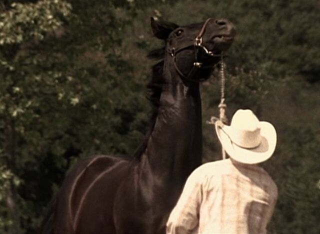 File:Horse.jpg