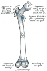 Bone
