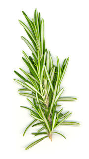 A Rosemary Stalk