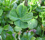 Four leaf clover