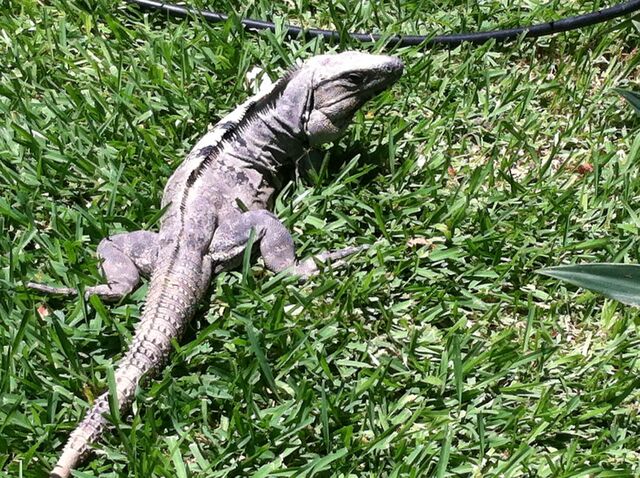 File:Iguana I saw in Mexico.jpg