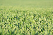 Green grass