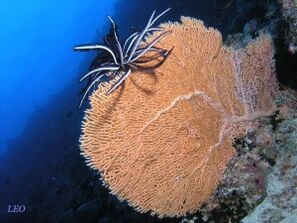 CRINOIDEO-SOBRE-GORGONIA-300x225