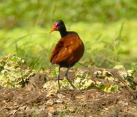 Jacana.jpg