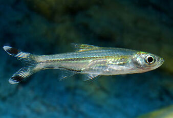 Rasbora-trilineata.jpg