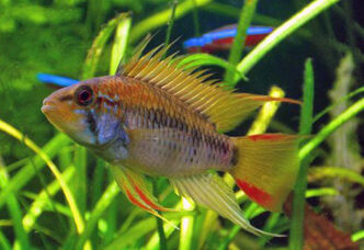 Apistogramma-viejita.jpg