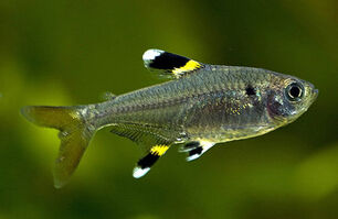 Pristella-maxillaris.jpg